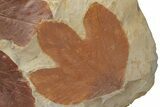 Two Fossil Sycamore Leaves (Platanus) - Montana #212418-2